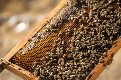 İzmir Bornova’da tatlı emek: Bal hasadı sevinci