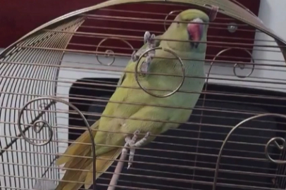 Bursa’da kaçak hayvan ticareti denetim