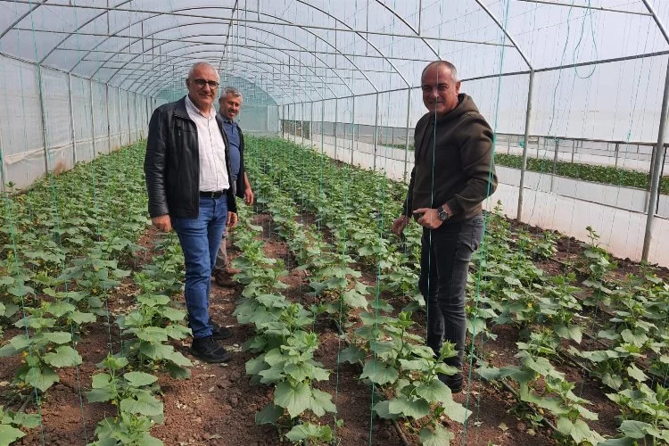 Bursa Gemlik'te organik tarım çalışmaları