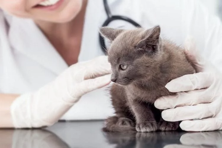 İşte 2024 yılı kedi-köpek muayene, kısırlaştırma ve aşı ücretleri…