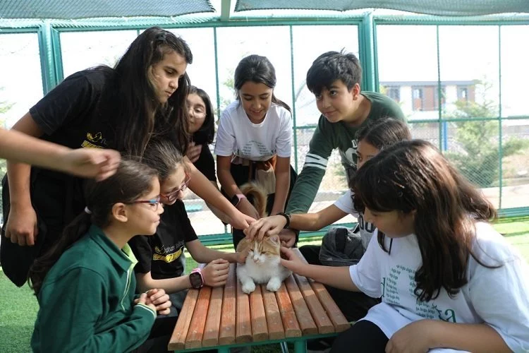 Kayseri Kocasinan'da Kedi Kasabası'na yoğun ilgi