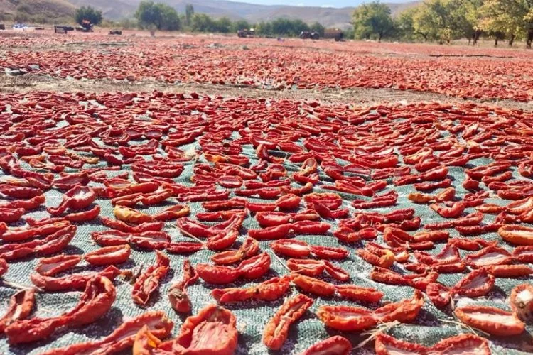 Malatya'da kurutmalık domates yaygınlaşıyor!